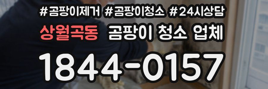 상월곡동 곰팡이 청소 업체