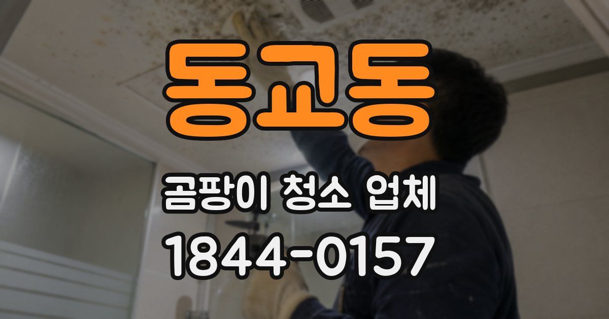 동교동 곰팡이 청소 업체