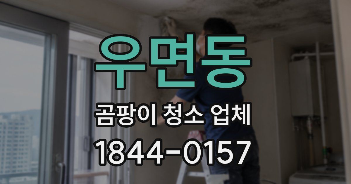 우면동 곰팡이 청소 업체