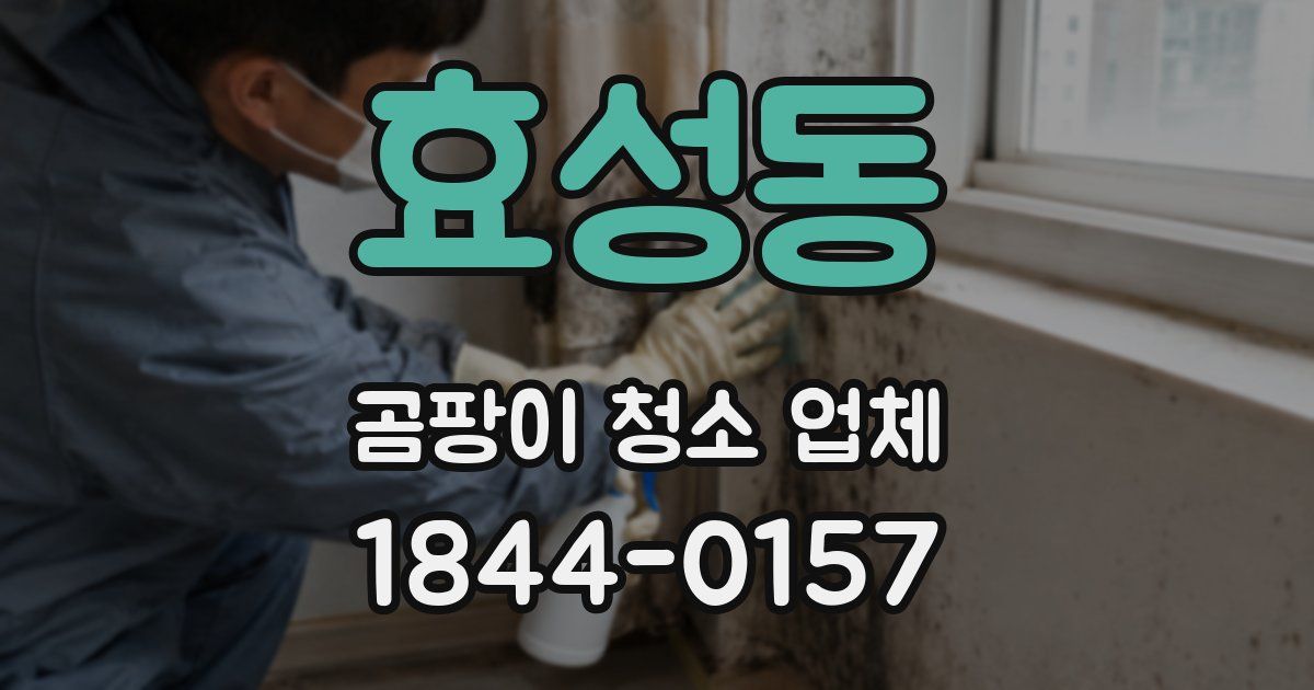 효성동 곰팡이 청소 업체