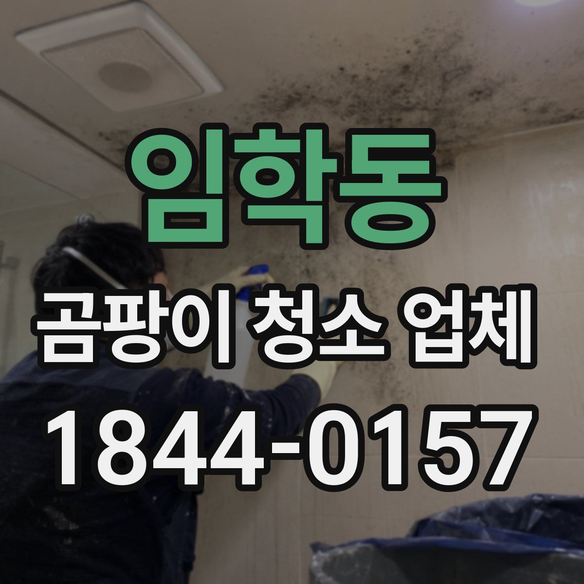 임학동 곰팡이 청소 업체