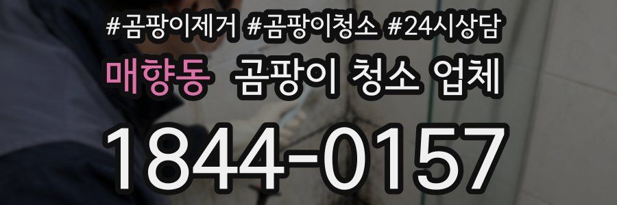 매향동 곰팡이 청소 업체