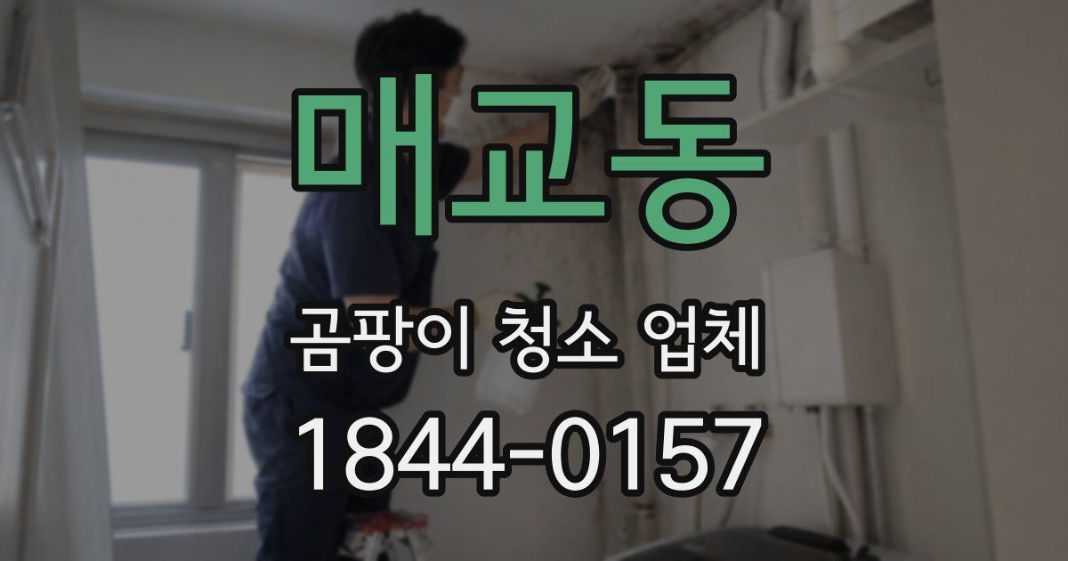 매교동 곰팡이 청소 업체