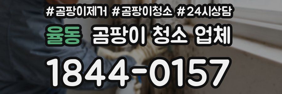 율동 곰팡이 청소 업체
