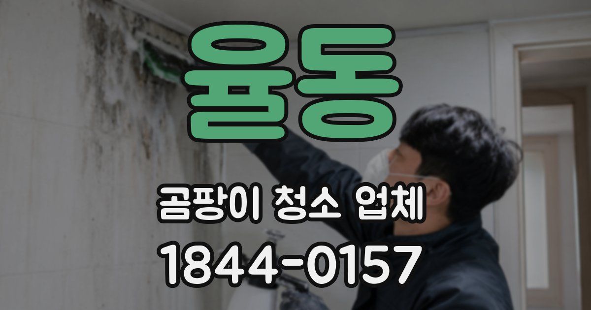 율동 곰팡이 청소 업체