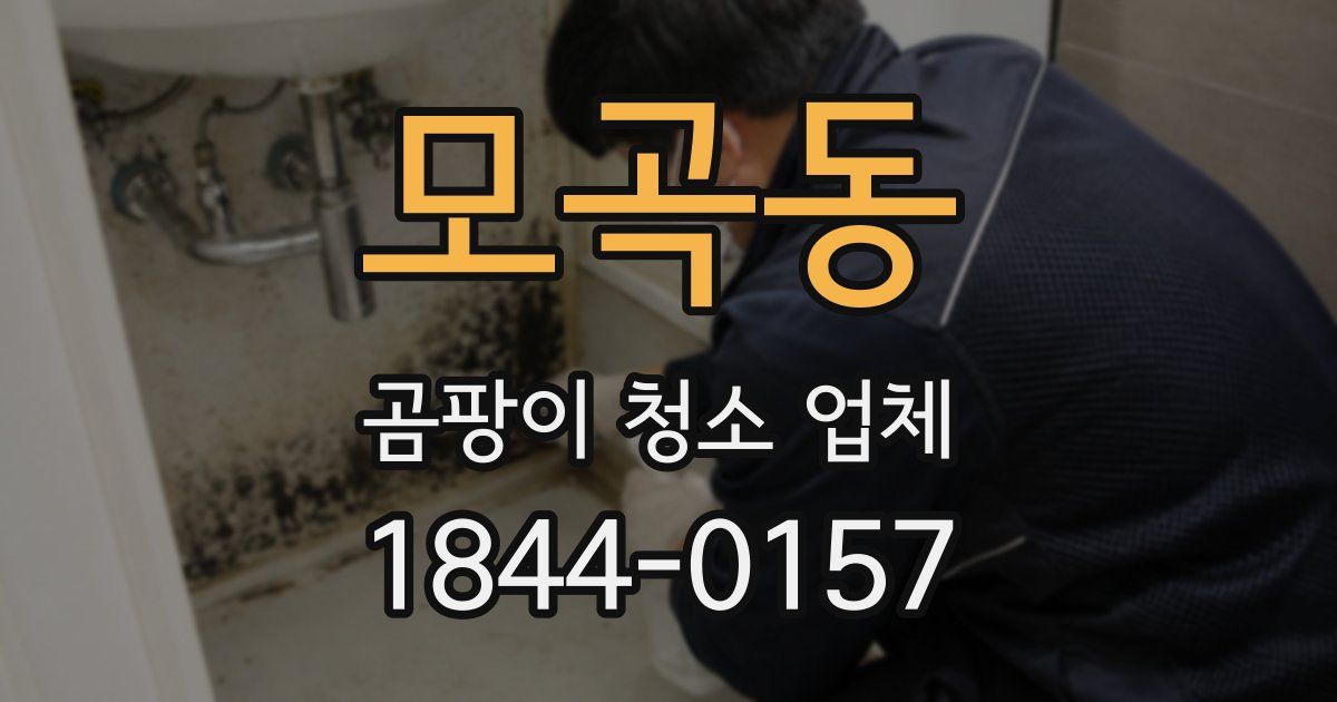 모곡동 곰팡이 청소 업체