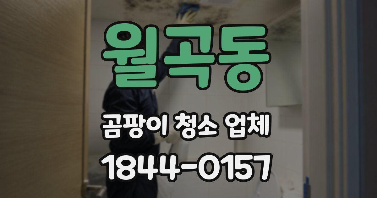 월곡동 곰팡이 청소 업체
