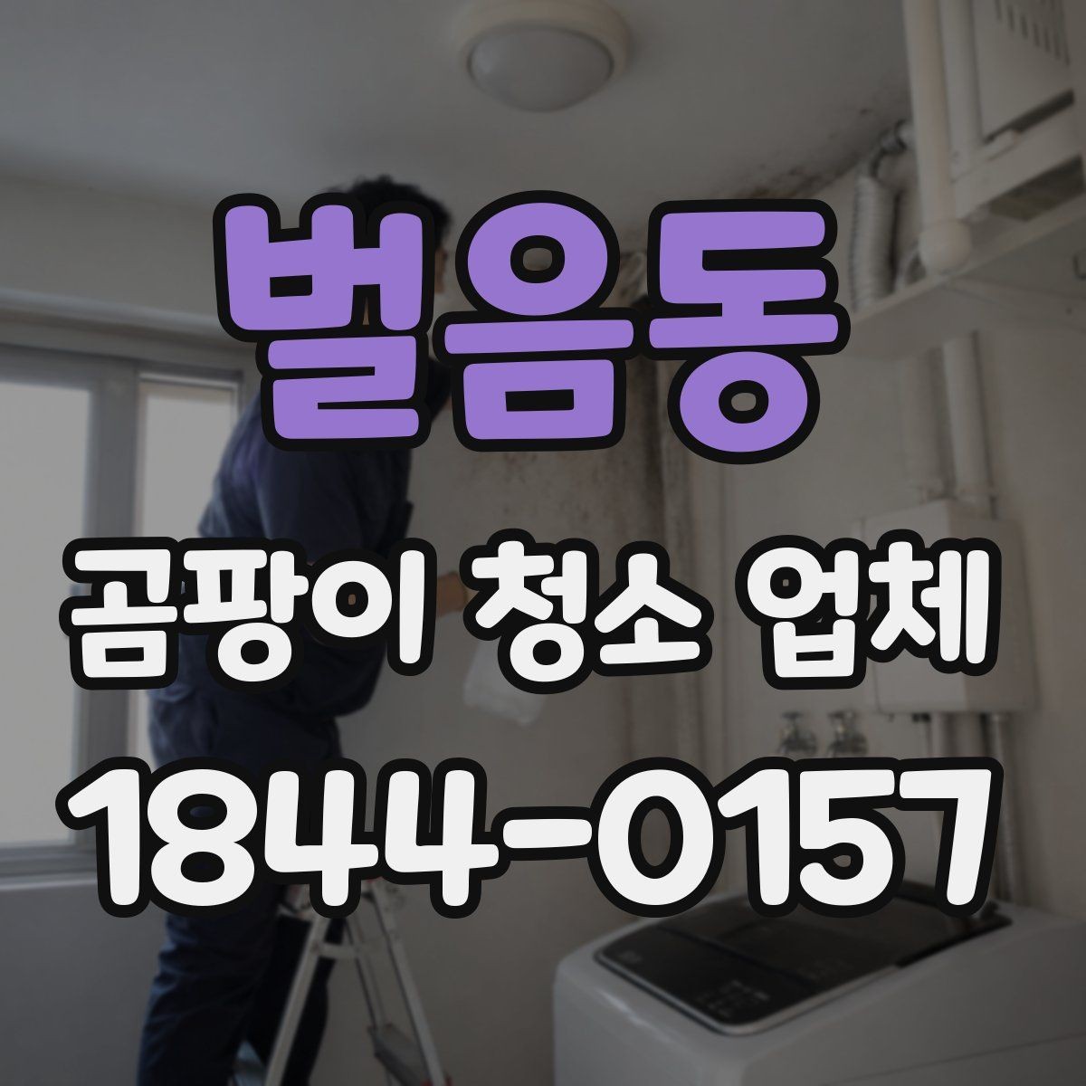 벌음동 곰팡이 청소 업체 반려동물 알레르기 걱정될 때 살펴볼 기준