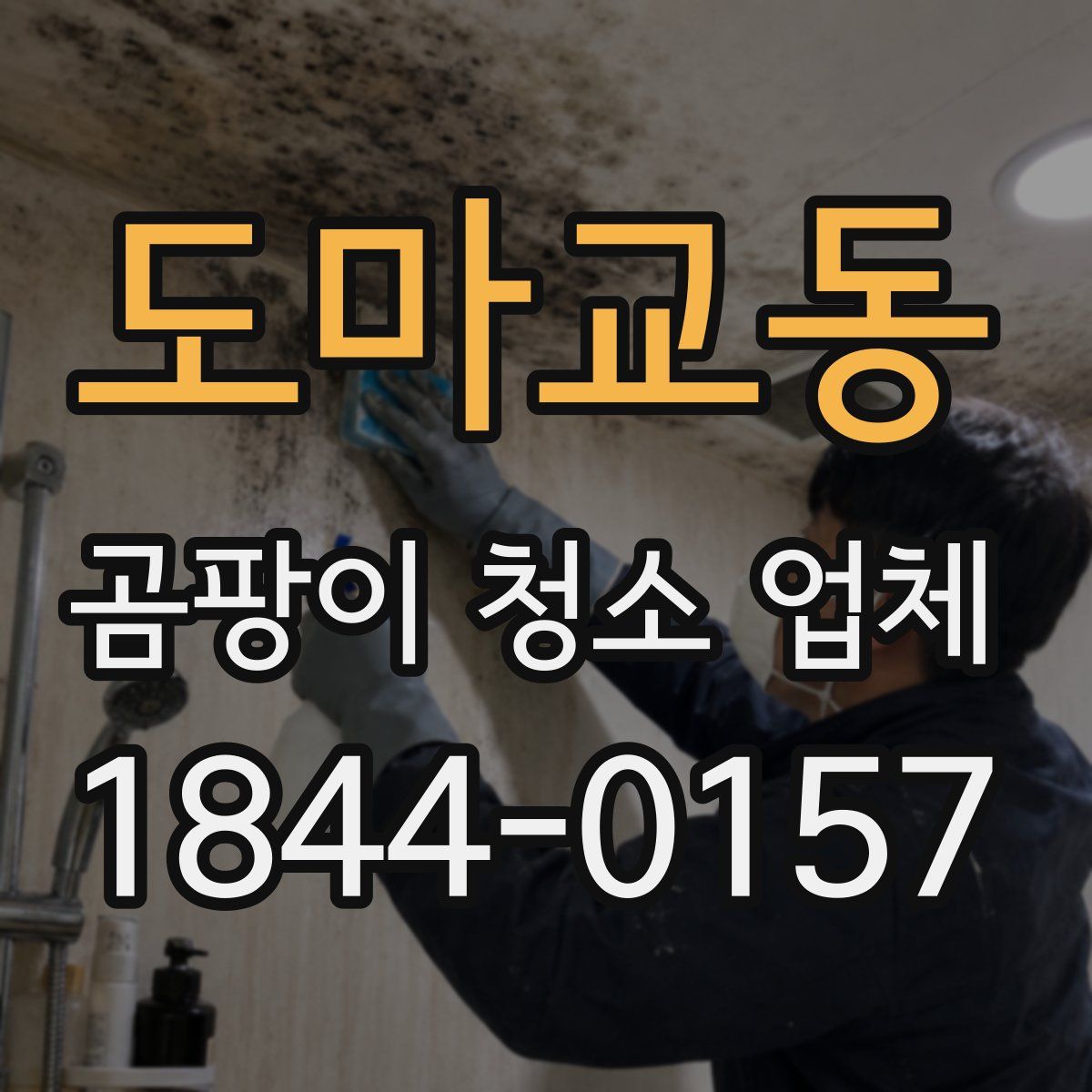 도마교동 곰팡이 청소 업체