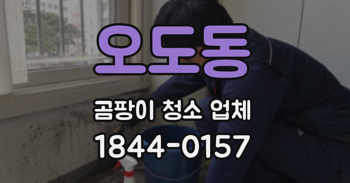 오도동 곰팡이 청소 업체
