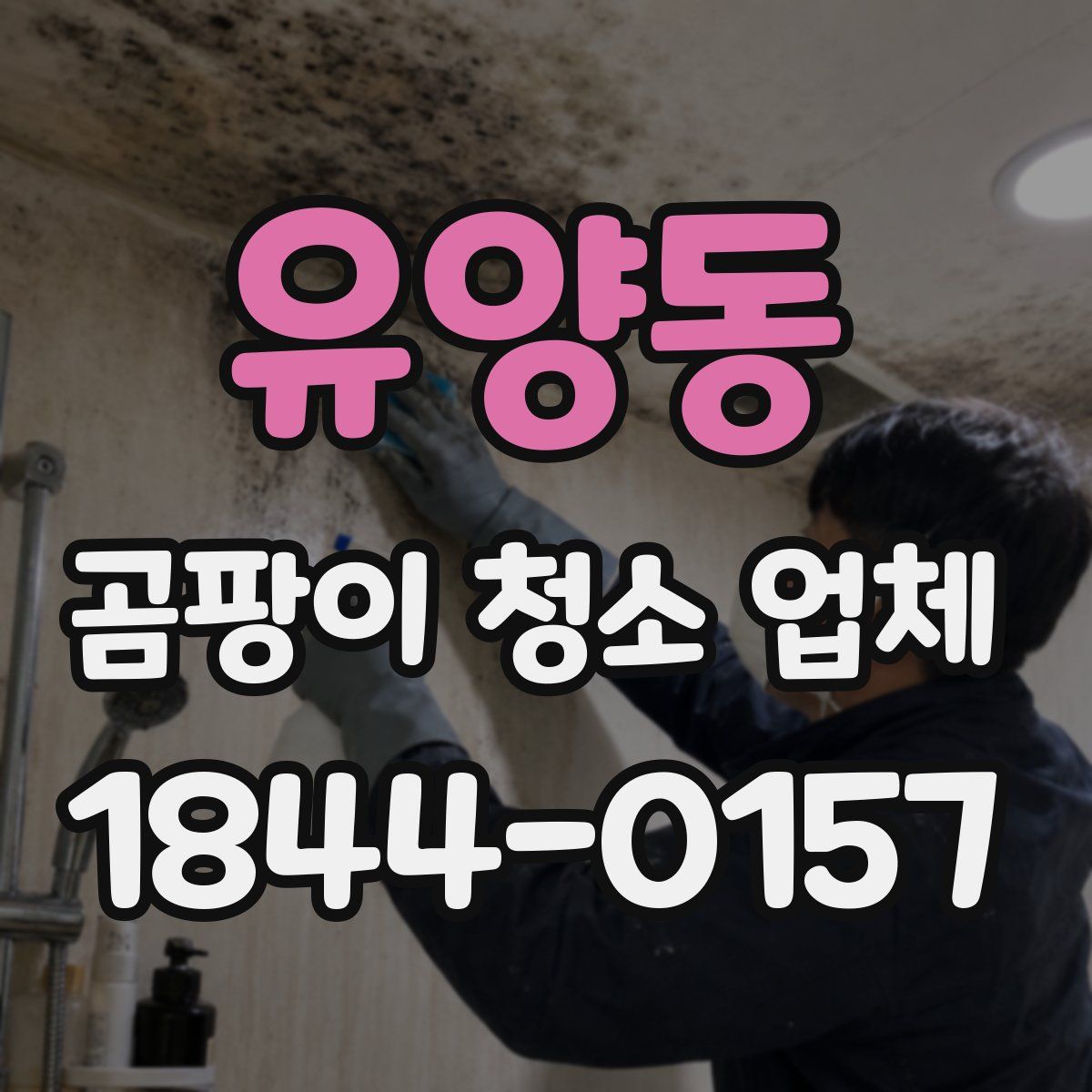 유양동 곰팡이 청소 업체