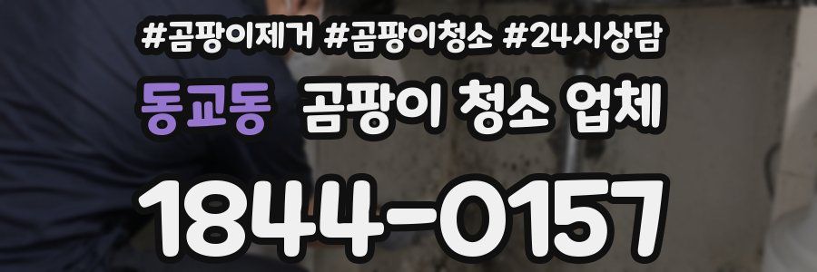 동교동 곰팡이 청소 업체