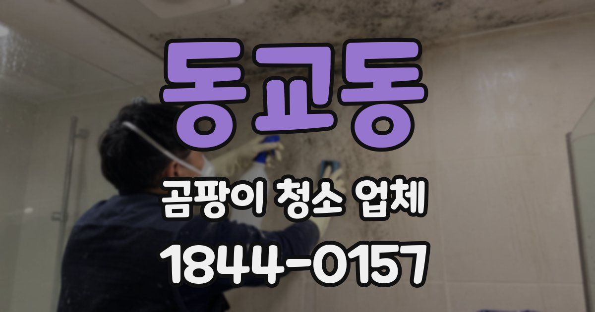 동교동 곰팡이 청소 업체