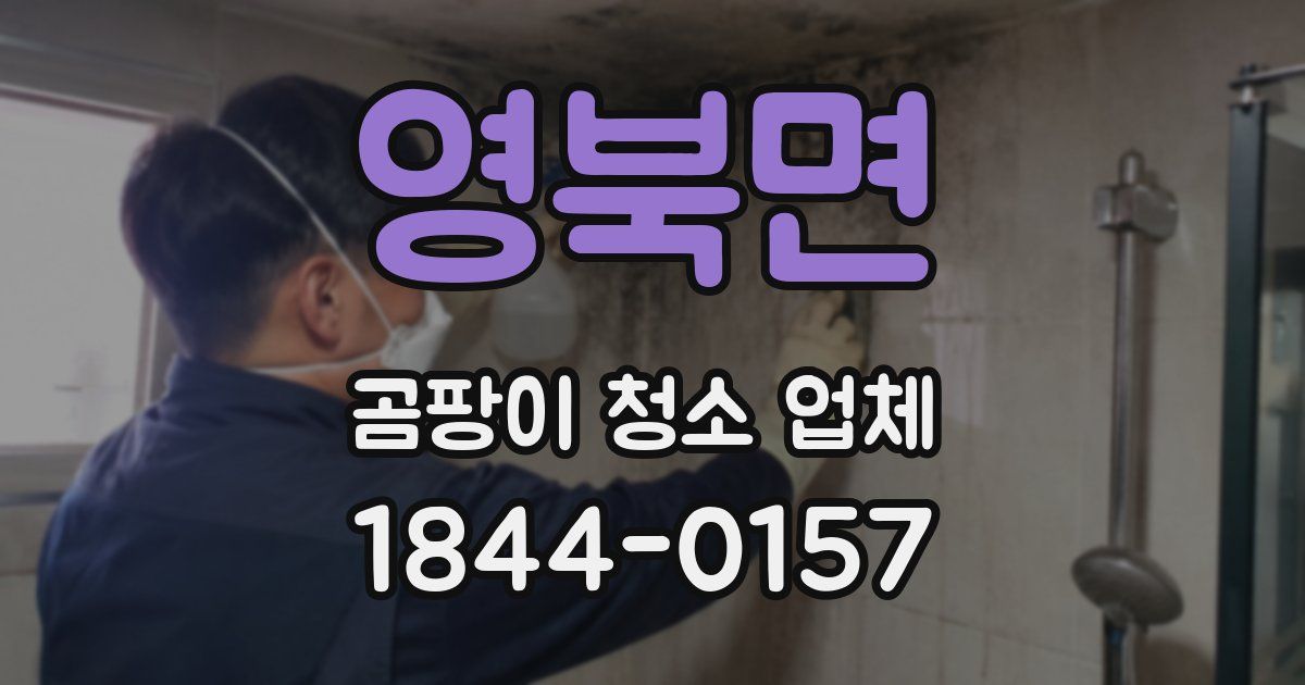 영북면 곰팡이 청소 업체