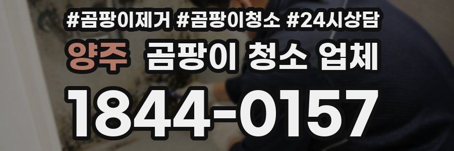 양주 곰팡이 청소 업체