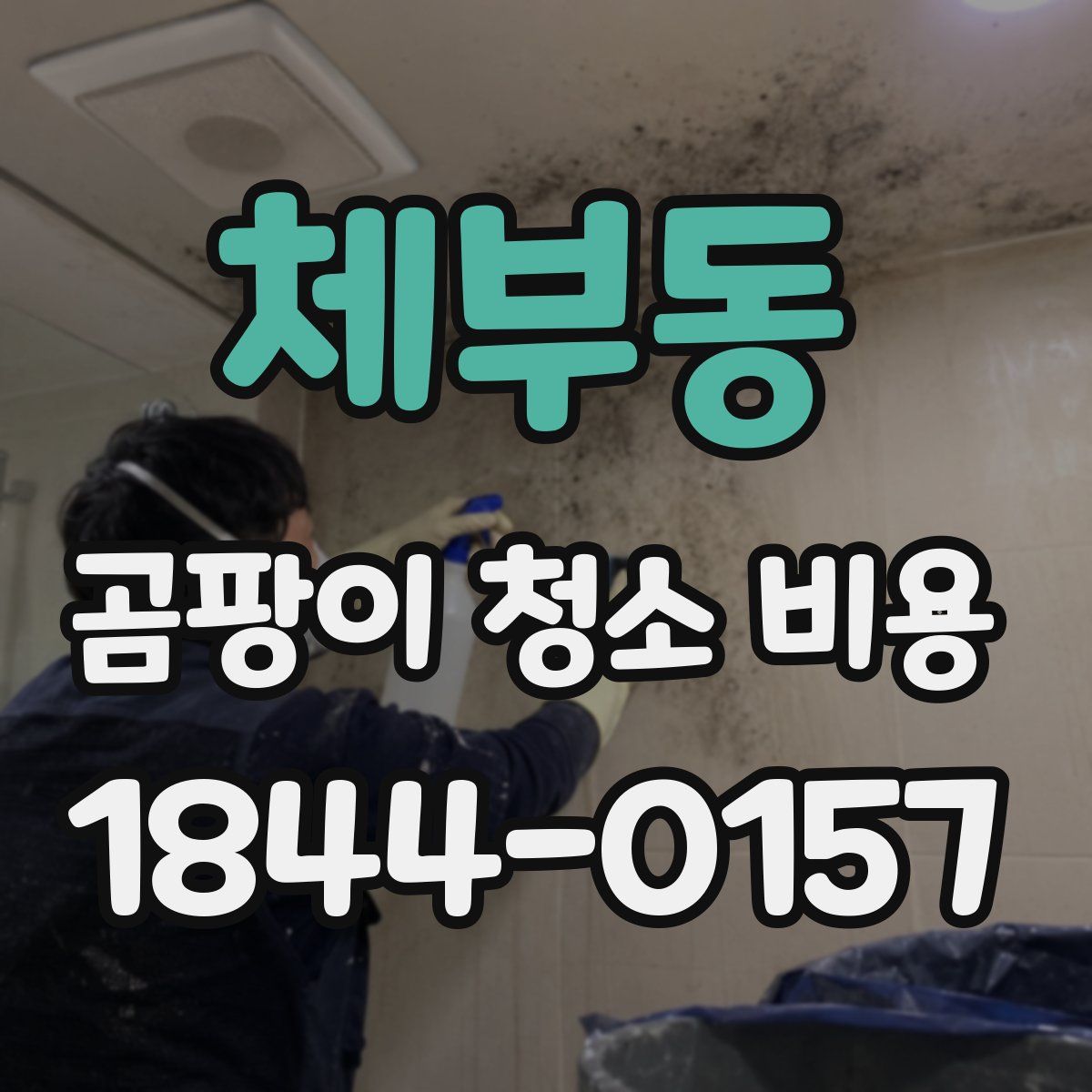 체부동 곰팡이 청소 비용