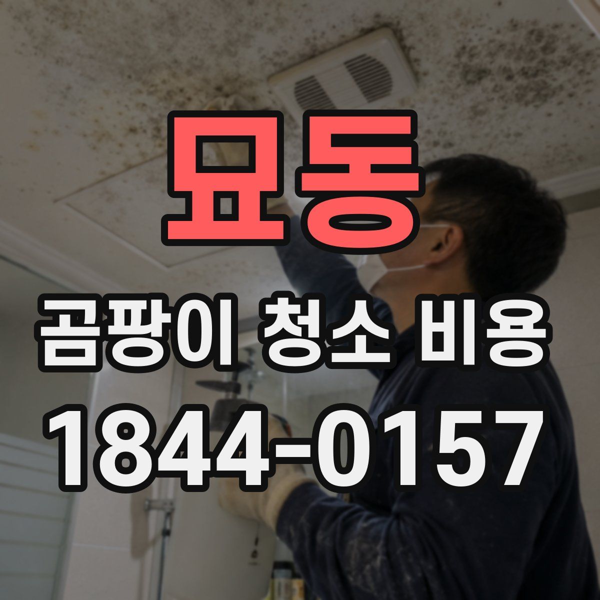 묘동 곰팡이 청소 비용