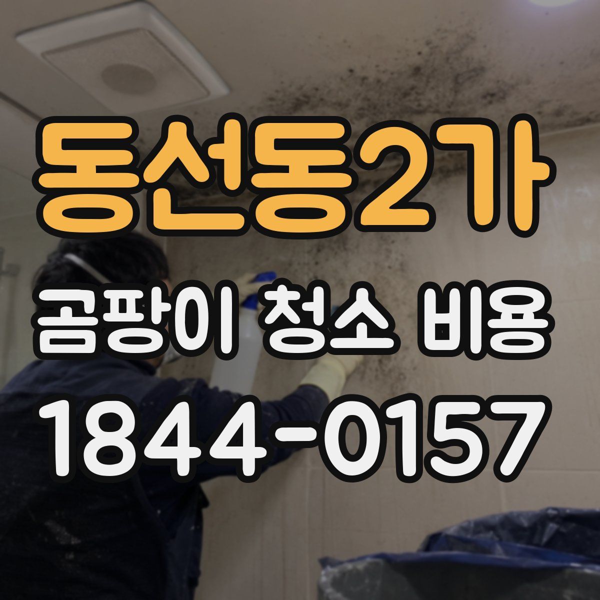 동선동2가 곰팡이 청소 비용