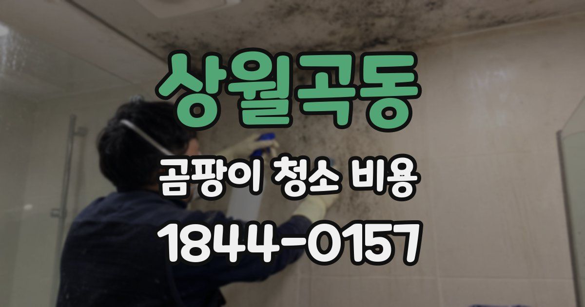 상월곡동 곰팡이 청소 비용