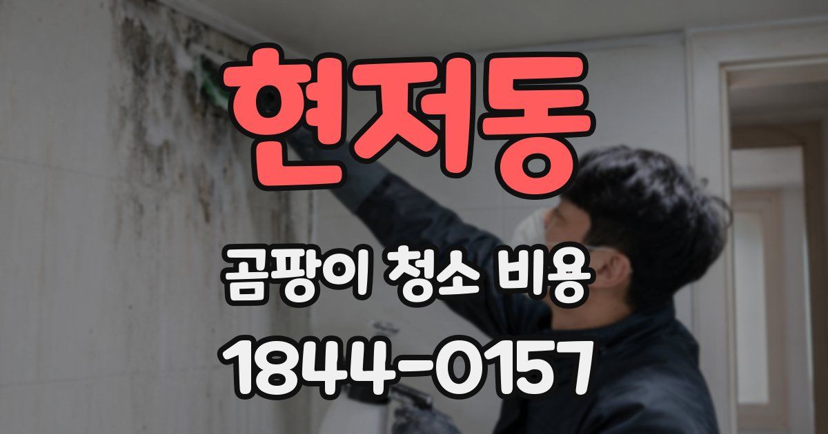현저동 곰팡이 청소 비용