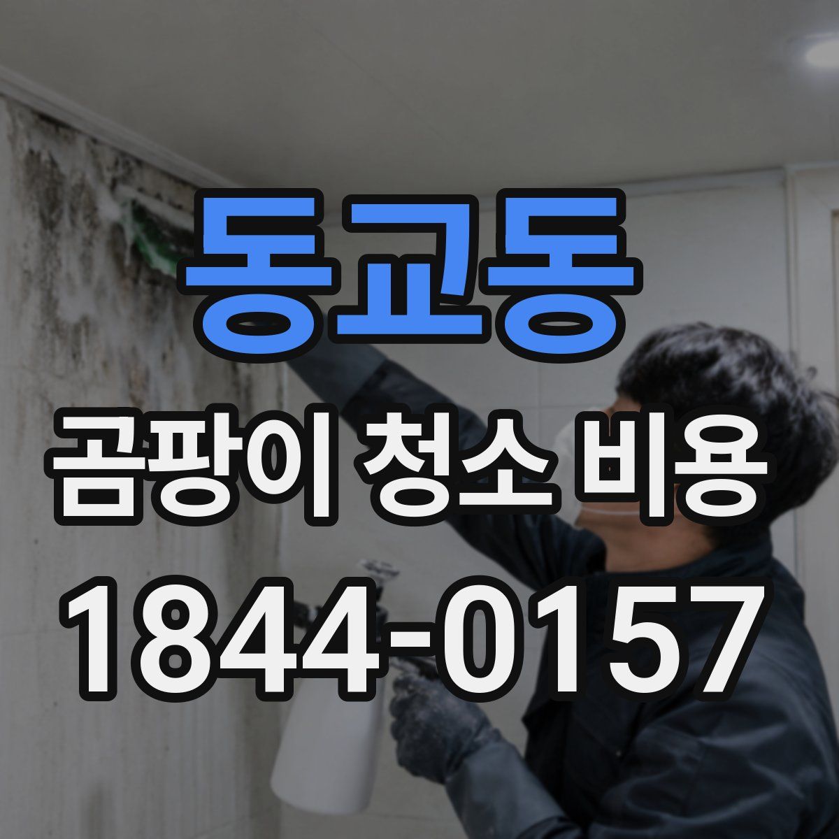동교동 곰팡이 청소 비용