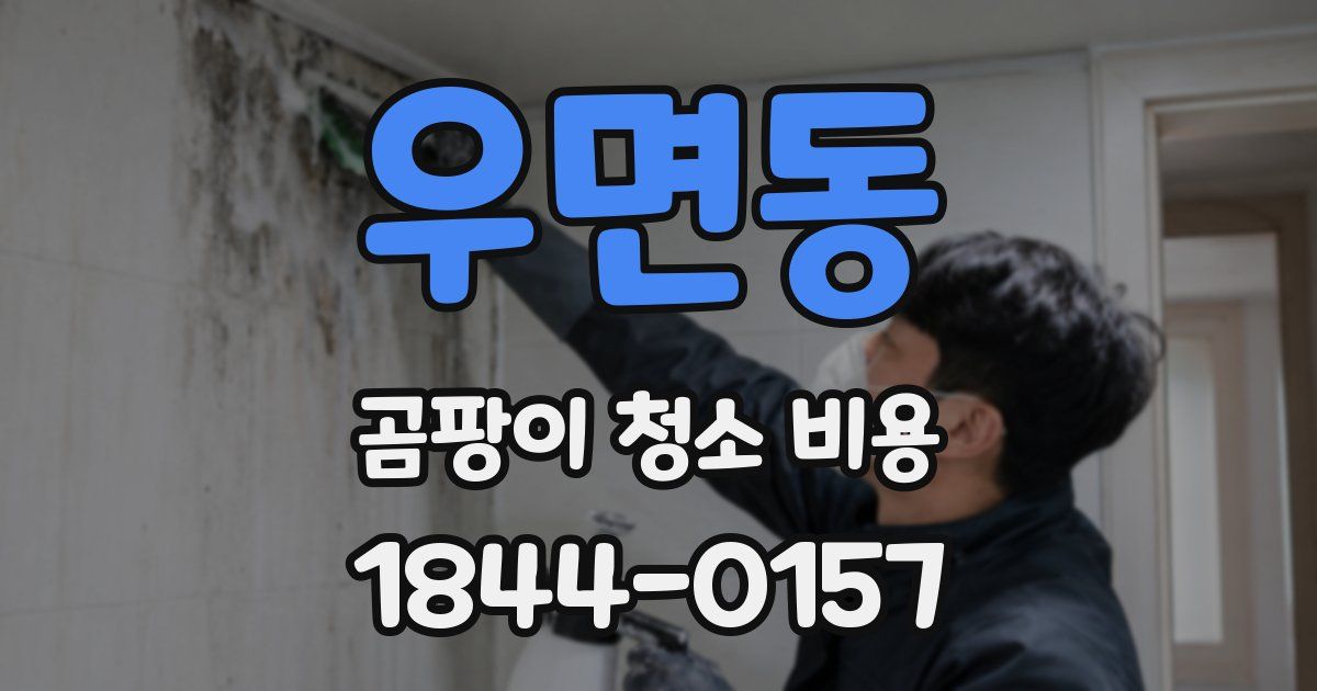 우면동 곰팡이 청소 비용