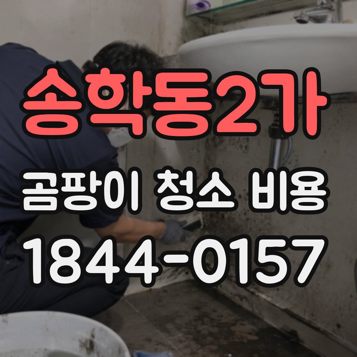 송학동2가 곰팡이 청소 비용