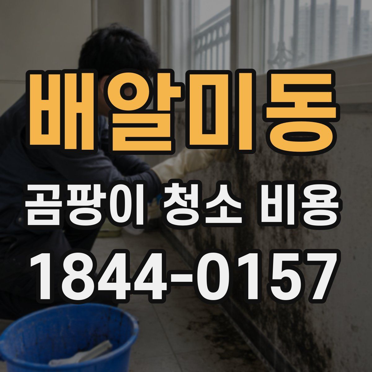 배알미동 곰팡이 청소 비용