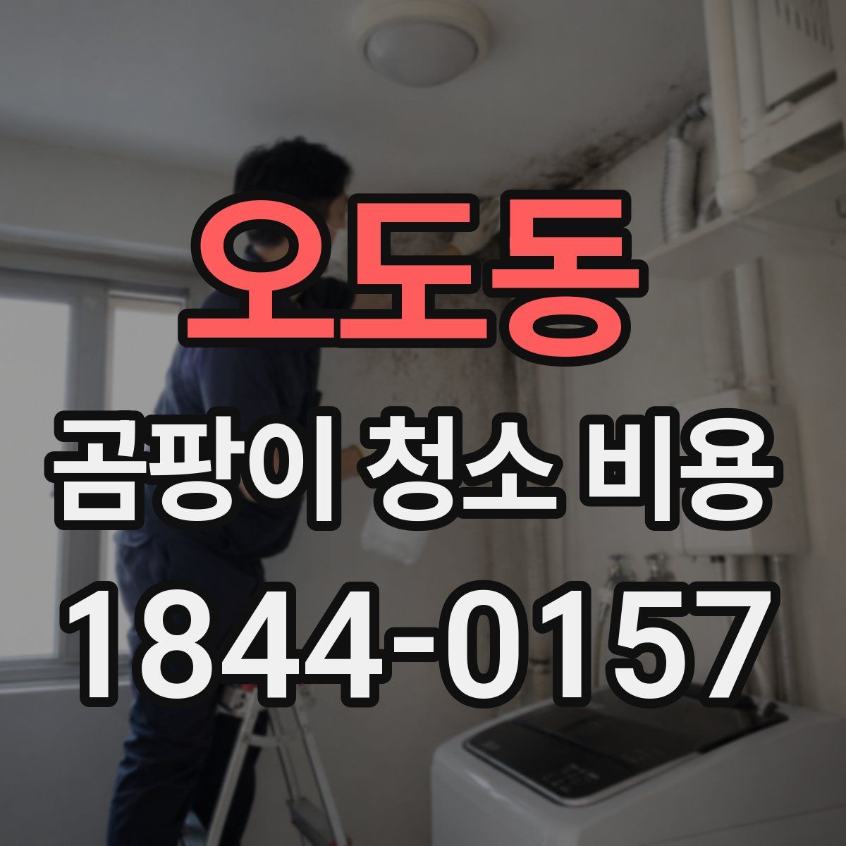 오도동 곰팡이 청소 비용