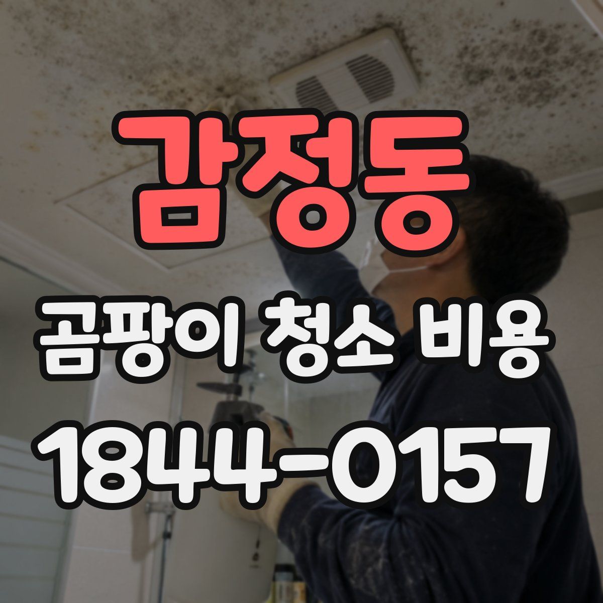 감정동 곰팡이 청소 비용