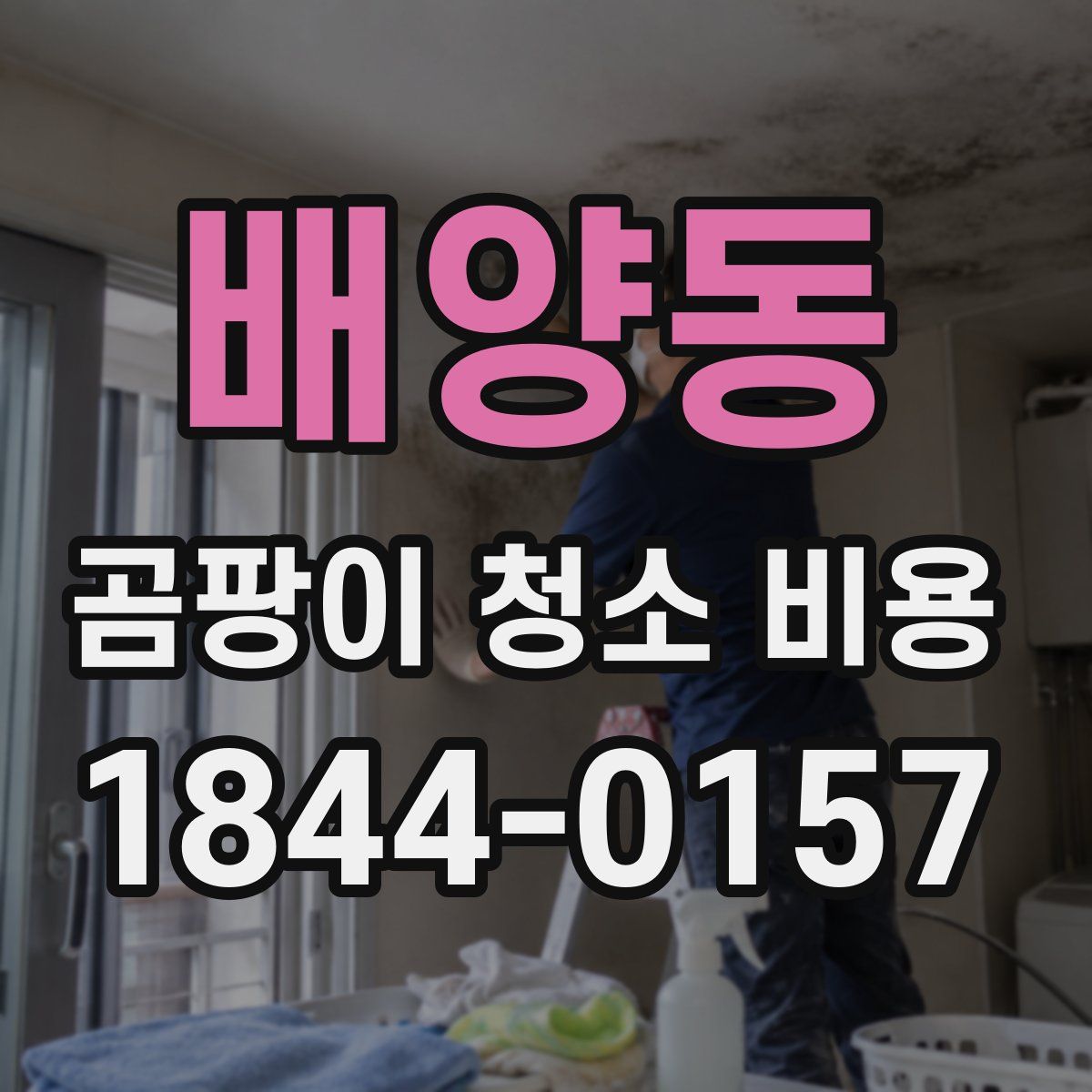 배양동 곰팡이 청소 비용
