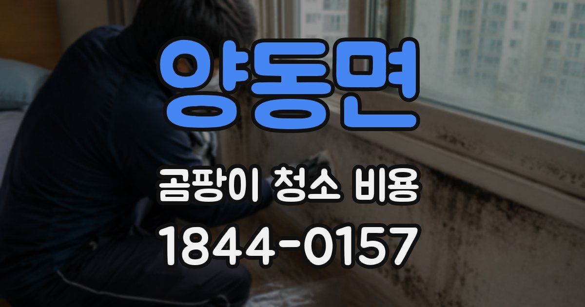 양동면 곰팡이 청소 비용