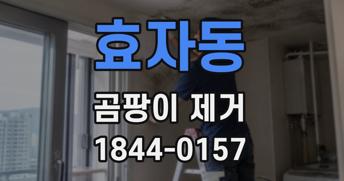 효자동 곰팡이 제거