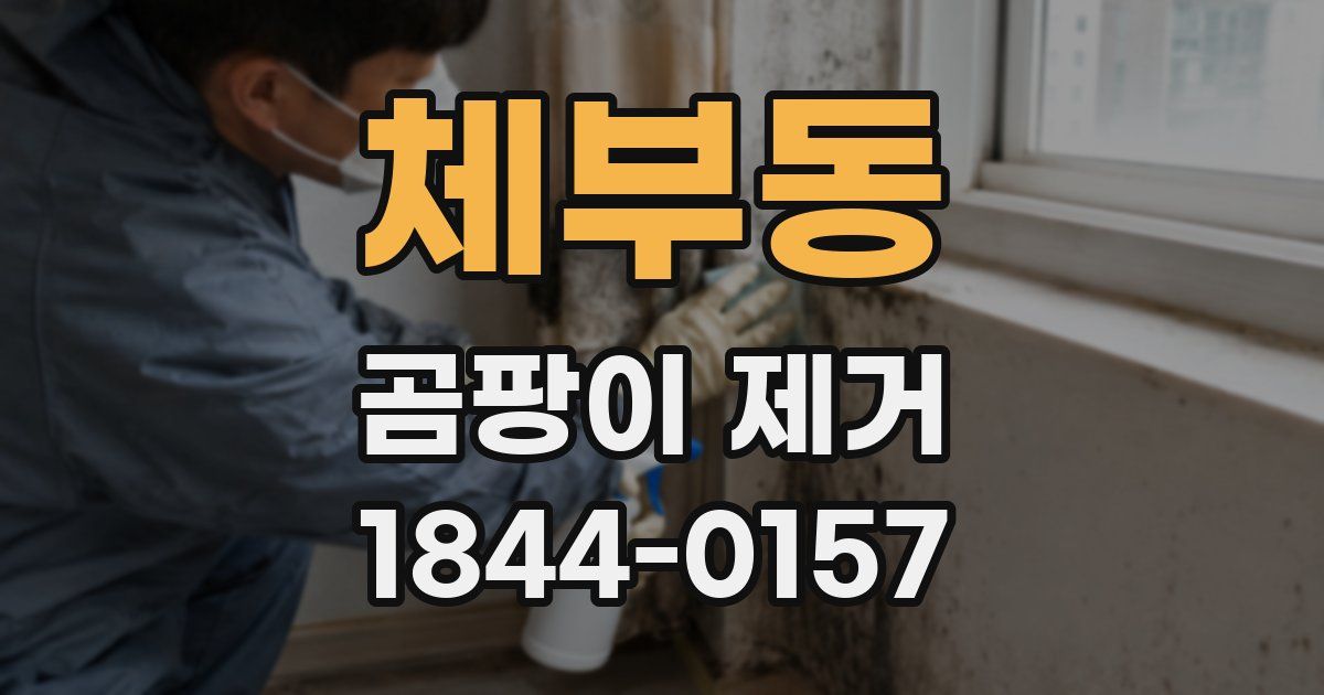 체부동 곰팡이 제거