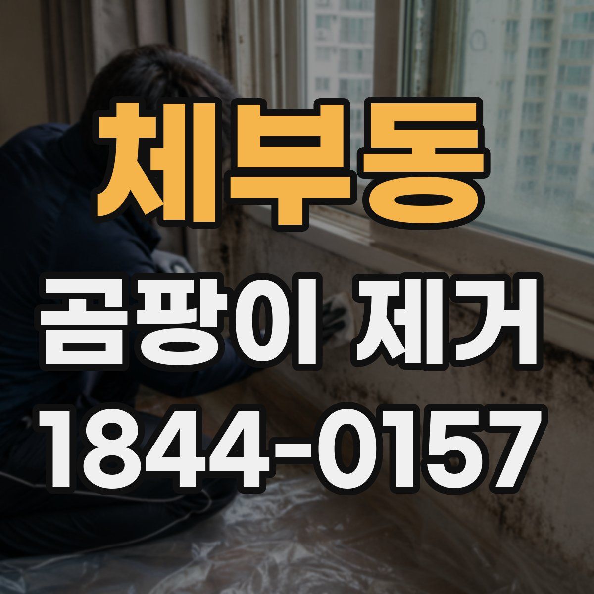 체부동 곰팡이 제거