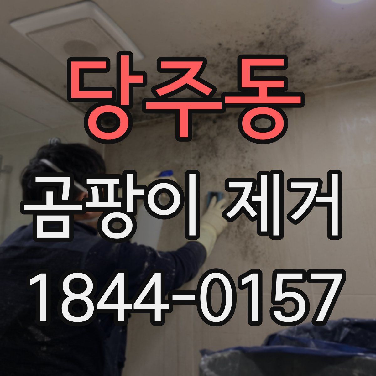 당주동 곰팡이 제거