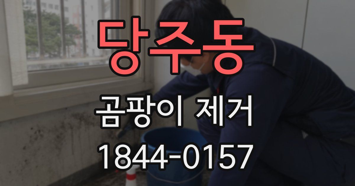 당주동 곰팡이 제거