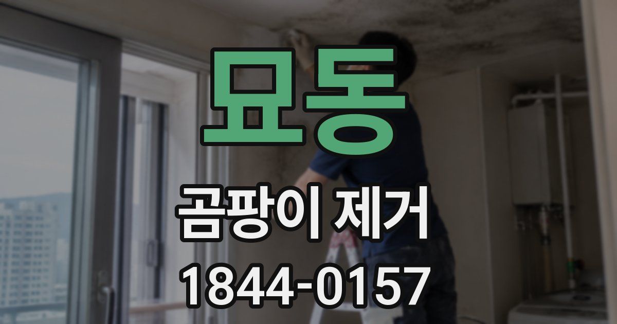 묘동 곰팡이 제거