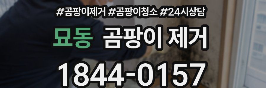 묘동 곰팡이 제거