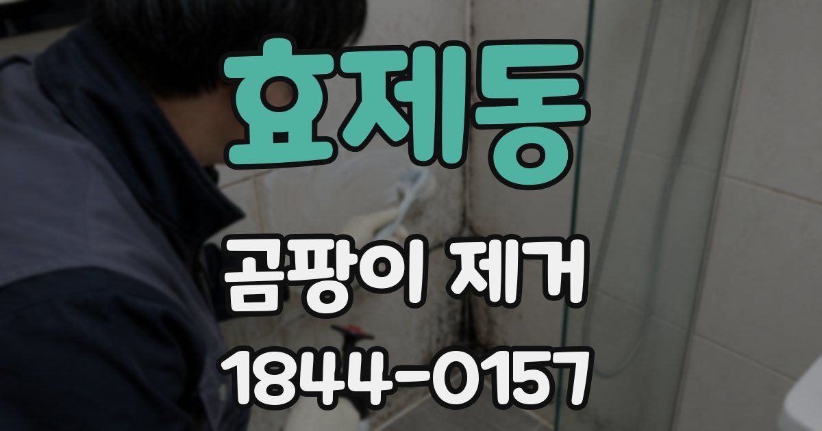 효제동 곰팡이 제거