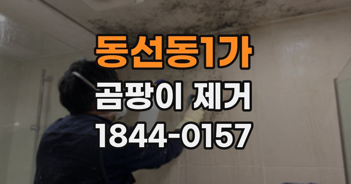 동선동1가 곰팡이 제거