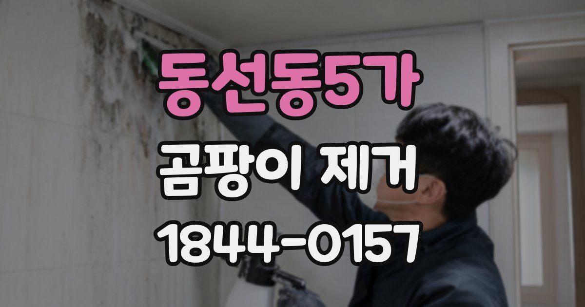 동선동5가 곰팡이 제거