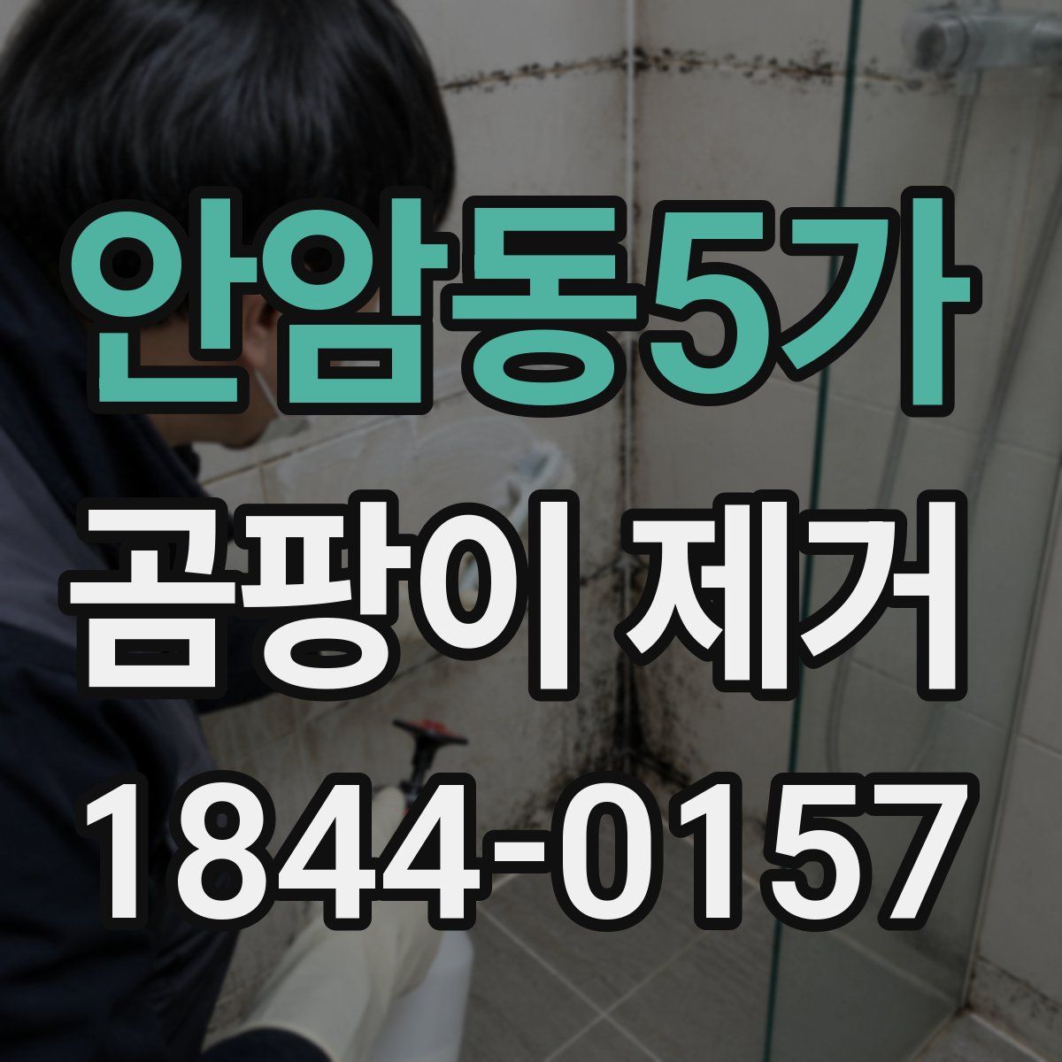 안암동5가 곰팡이 제거