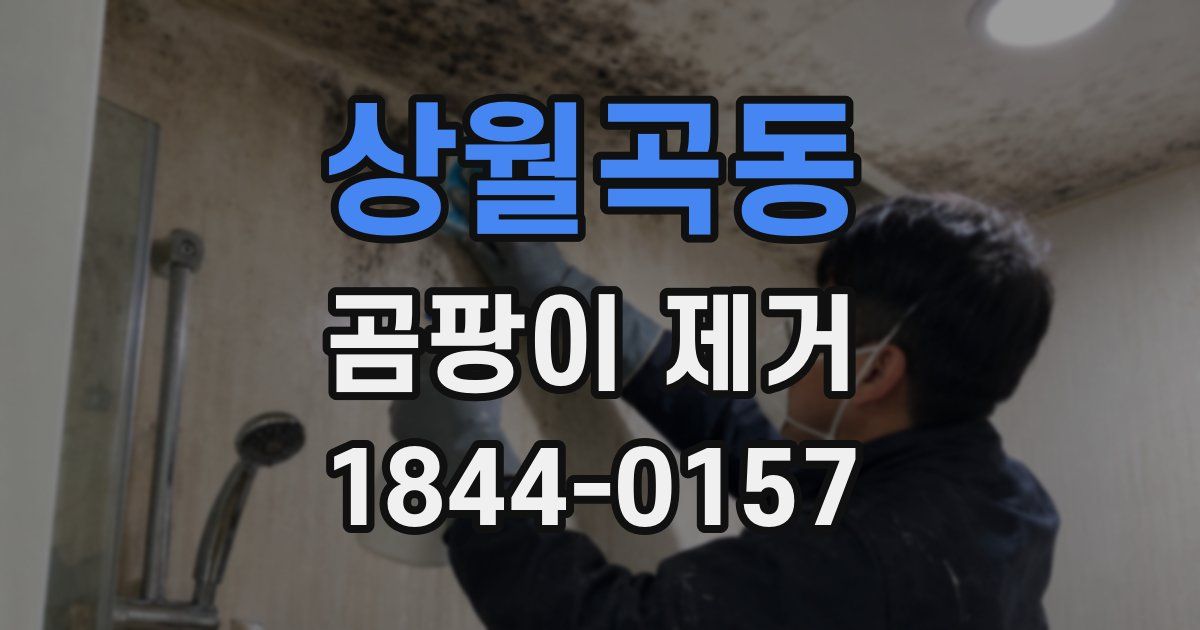 상월곡동 곰팡이 제거