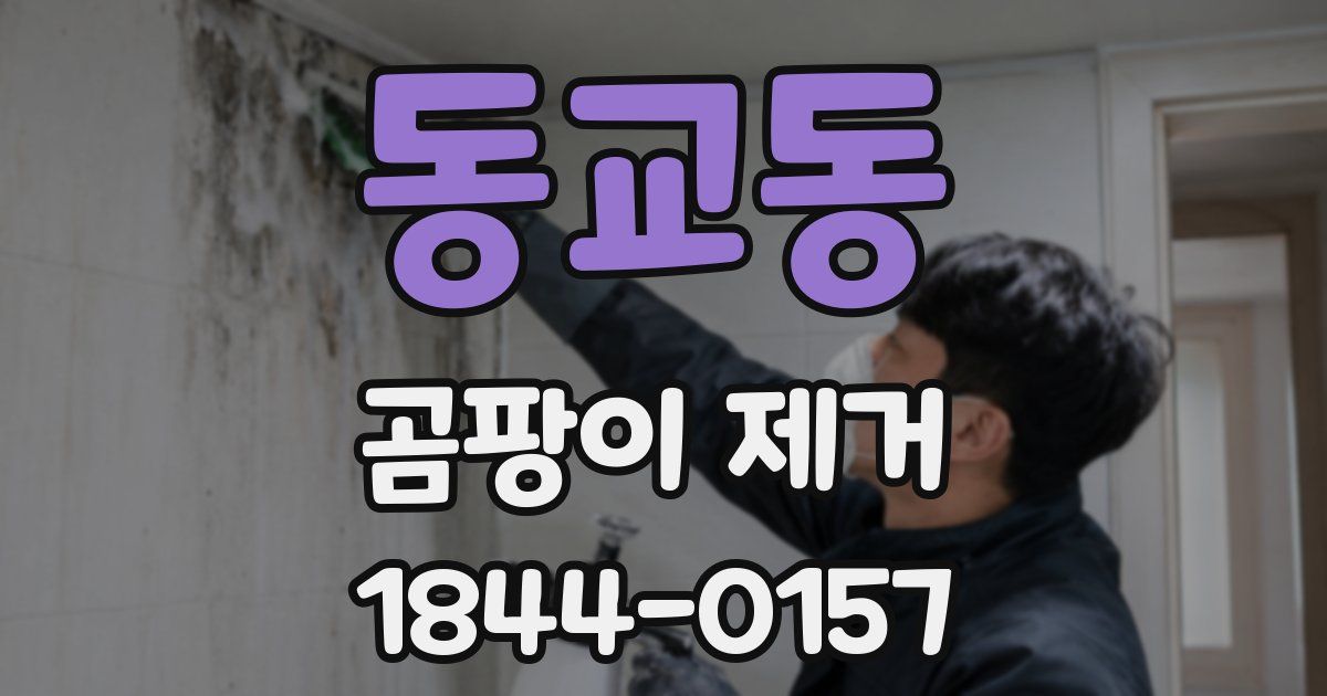 동교동 곰팡이 제거