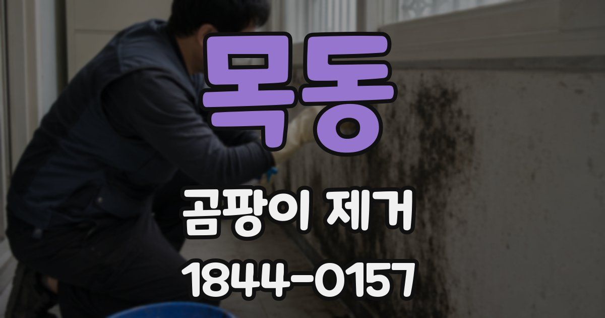 목동 곰팡이 제거