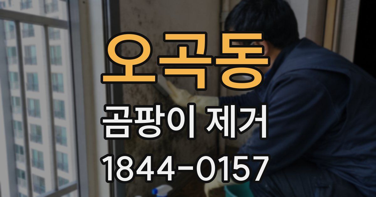 오곡동 곰팡이 제거