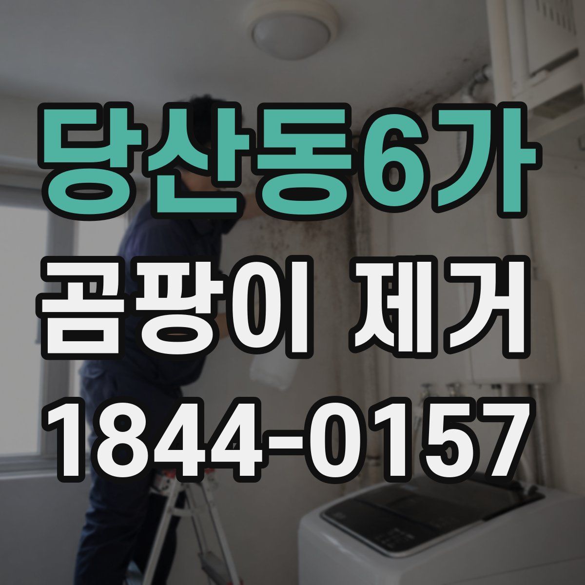 당산동6가 곰팡이 제거