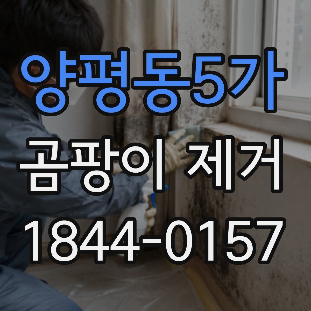 양평동5가 곰팡이 제거