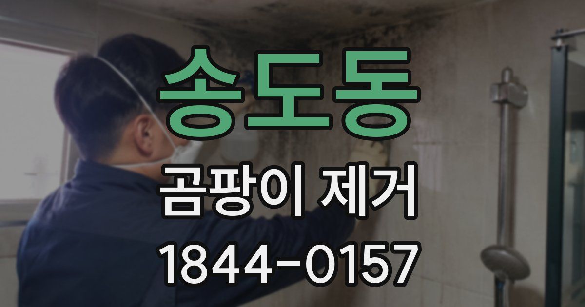 송도동 곰팡이 제거